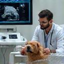 Veterinary team conducting an ultrasound on a dog