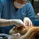 Veterinarian providing emergency treatment to an injured cat