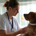 Vet consulting with pet owner during a check-up appointment