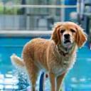 Dog receiving water treadmill hydrotherapy