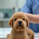 Vet preparing a vaccine for a puppy